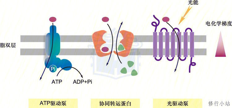 转运蛋白的结构与功能：跨越细胞膜的生命之门
